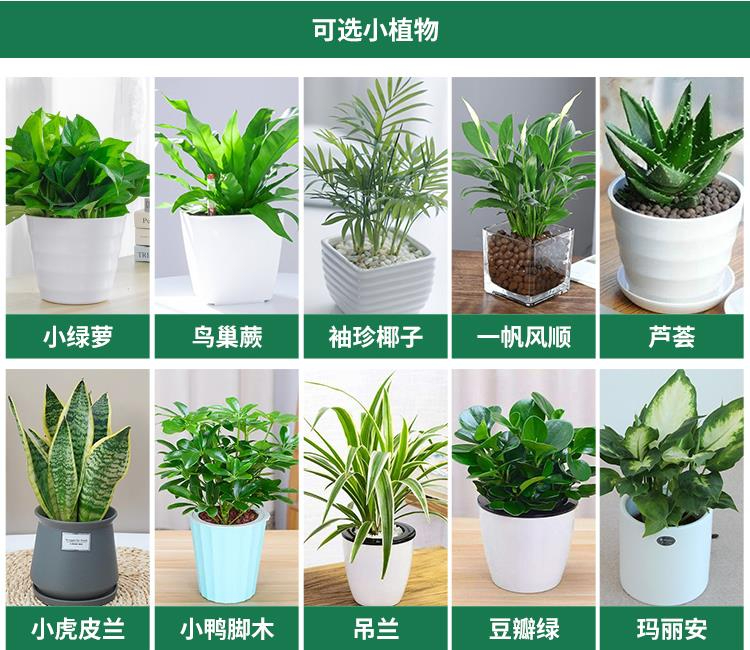 租摆常用小型植物