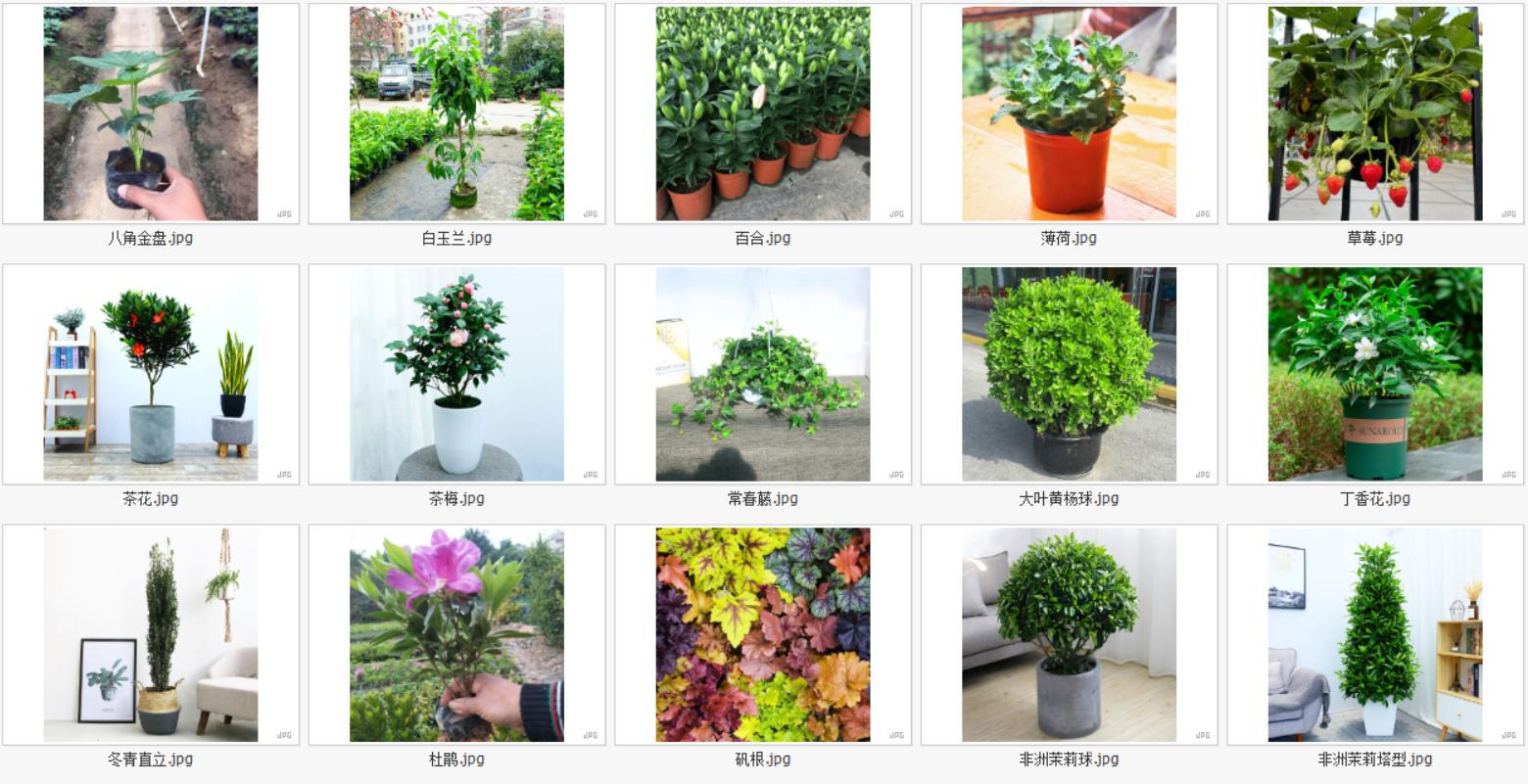 户外植物4
