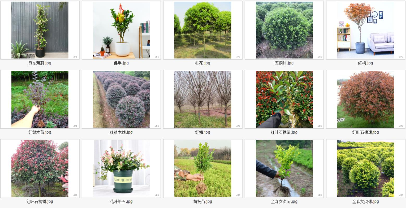 户外植物3