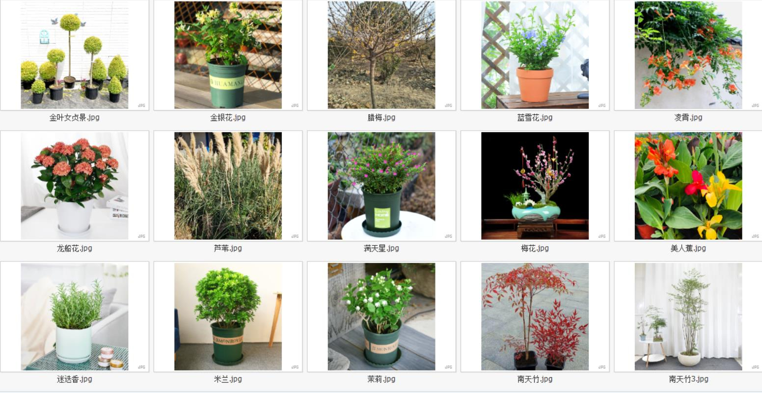 户外植物2